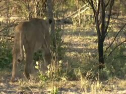 MS TS Shot of collared lioness walking through bushy area and / Okavango Delta, North-West District, Botswana Stock Footage