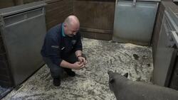 Meet one of the rarest pigs in the world for Chinese New Year News Clip