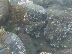 Swimming Turtle in Hawaii Stock Footage