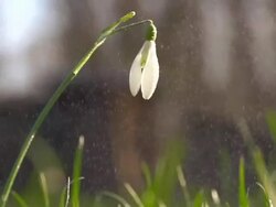 HD: Raining On Snowdrop Stock Footage