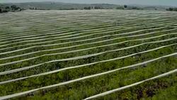Fruit garden, Aerial shooting Stock Footage