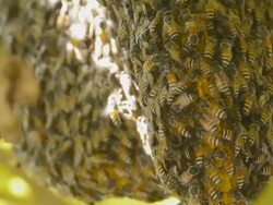 Apis florea Stock Footage