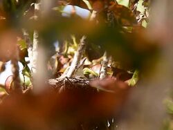 Bird brood Stock Footage