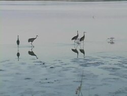 Sandhill Cranes At Dawn Stock Footage