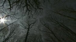 The sun shines through the forest canopy. Stock Footage