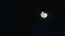 The moon glimmers behind the silhouette of a tree. Stock Footage