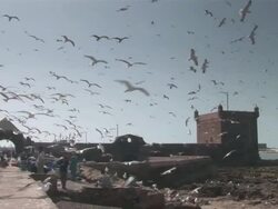 MS Seagulls flying over fortified town / Essaouira, Morocco Stock Footage