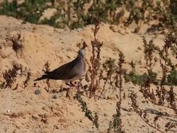 Turtle Dove (Streptopelia turtur) interaction, short sequence Stock Footage