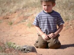 Two young children watching Desert Tortoise eating Stock Footage