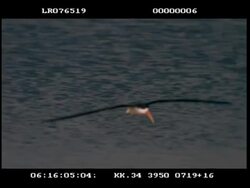 High speed - MS African skimmer flying, wide wingspan, glides in for good landing Stock Footage
