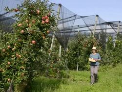 MS Shot of woman walking in an apple orchard and touching apple on tree / Merano, Trentino, South Tyrol, Italy Stock Footage