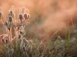 Back lit sprinkler spray Stock Footage