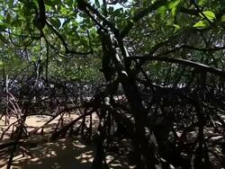 Mangrove forest Stock Footage
