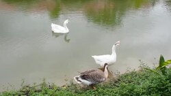 Ducks in a pond Stock Footage