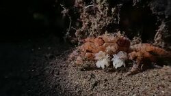 Boxer Pom Pom Crab associated with anemones, Indonesia (4K) Stock Footage