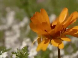 CU Shot of Single Namaqualand arctotis swaying or moving / Namaqualand, Northern Cape, South Africa Stock Footage