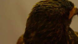 Golden Eagle close-up Stock Footage