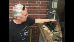 Pampered pets of 2011 News Clip