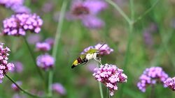 Beautiful pink bunch flowers on green grass Stock Footage