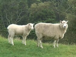 Baby Lamb Nurses / Drinks Milk From Mother Sheep  (Suckling) Stock Footage