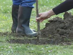 HD: Planting A Tree Stock Footage
