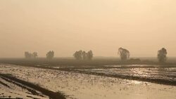 field of grass and flying birds Stock Footage