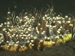 Banggai Cardinal fish in mushroom coral, medium close up, Indonesia  Stock Footage