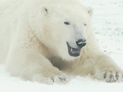 MS Polar bear eating snow / Churchill, Manitoba, Canada Stock Footage