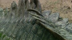 A crocodile's tail rests in the sand. Stock Footage