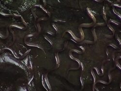 European eel elvers (Anguilla anguilla) migrating upstream, River Teifi, Wales Stock Footage