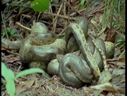 MS Anaconda mating ball in undergrowth, South America Stock Footage