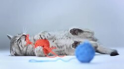 HD: Kitten Playing With Ball Of Wool Stock Footage