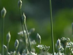 Leek Field Stock Footage