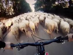 Flock of sheep on the road while riding a bike Stock Footage