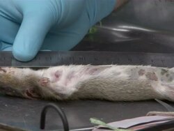 Medium Close Up - Gloved hands measure a dead rat from tail to tip / Bangladesh  Stock Footage