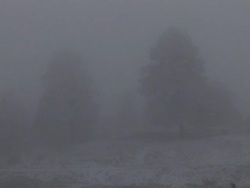 WS View of hoar frost and fog cover trees in winter storm / Colorado, United States Stock Footage