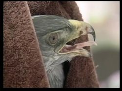 Animal hospital treats endangered animals from the wild News Clip