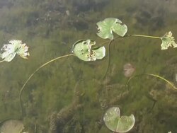 Water Lily Stock Footage