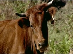 Cow (Bos taurus): Reintroduced breed, Autumn, Parque Natural Los Alcornocales, Andalusia, Southern Spain Stock Footage