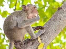 Monkey eating. Stock Footage