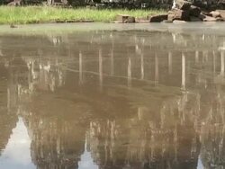 Angkor Wat Stock Footage