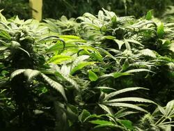 Marijuana, weed, buds, cannabis, plant, pot Stock Footage