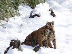 Animals At Washington's National Zoo Enjoy The Winter Weather Stock Footage