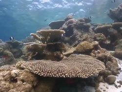 Table Coral on healthy Coral reef, Meemu Atoll, The Maldives Stock Footage