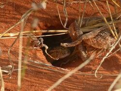 MS Shot of Puff adder lying in hole, shed skin next to it / North West Province, South Africa Stock Footage