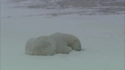 A polar bear gnaws prey that it has buried in snow. Stock Footage