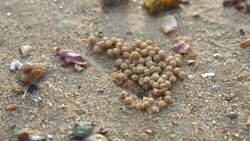 Ghost Crab Stock Footage