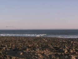 Cape fur seals (Arctocephalus pusillus) massed on beach, bird fly past, Cape Cross, Namibia Stock Footage