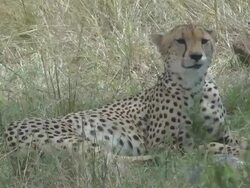 cheetah Stock Footage