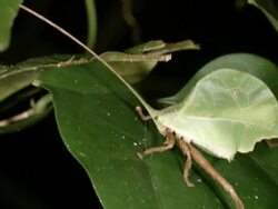 Leaf Mimic Katydid in the rainforest understory, Ecuador. Stock Footage